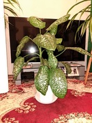 Kwiat doniczkowy duży 