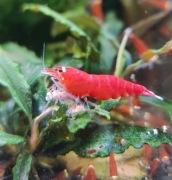 Krewetki Caridina-Super Crystal Red