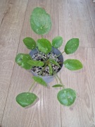 Roślina kolekcjonerska - Pieniążek Sugar (Pilea peperomioides 'Sugar')