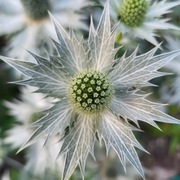 Mikołajek olbrzymi / Eryngium giganteum