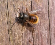 Pszczoła murarka OGRODOWA kokony pszczoły murarki ogrodowej 150 sztuk