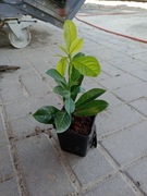 Laurowiśnia Novita w doniczkach, wys. ok 20cm