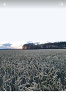 Nasiona żyta na poplon 20kg  nawóz ekologiczny