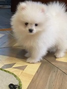 SZPIC MINIATUROWY POMERANIAN ŚLICZNY MALUTKI BIAŁY PIESEK