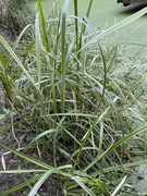 Trawa ozdobna miskant sadzonki