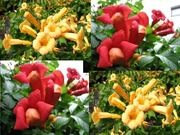 Milin amerykański  Campsis radicans  30n      