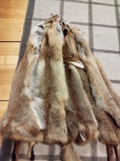 skory lisow rudych garbowane sprzedam