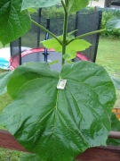 Paulownia cesarska Drzewo Tlenowe sadzonki !!!