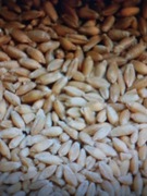 Pszenżyto 25 kg sprzedam