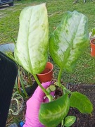 difenbachia Dieffenbachia 'Camilla'-podwójna sadzonka