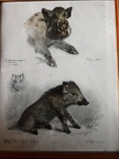 Akwarela motyw myśliwski Fritz „dzik „