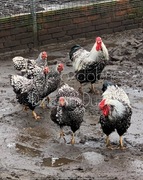 Wyandotte srebrne inne 30 ras jaja lęgowe i ptaki