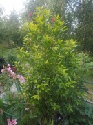 Laur -wawrzyn szlachetny