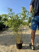 Fargezja rozłożysta / Fergesia 'Rufa' / bambus / 80-100cm