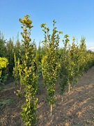 Buk pospolity 'Dawyck Gold', 150 - 220 cm, buk kolumnowy