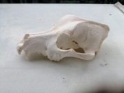 Szkielet pięć z Tunezji jerba sahara Ochrona domu przed złymi duchami