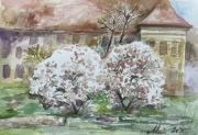 „ Kwitnące magnolie na Wawelu” piękna akwarela