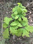 Sadzonki Dębu odpowiednio przygotowane do sadzenia