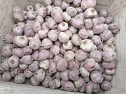 Burak gruby okrągły lub podłużny 10 kilo prosto od rolnika 