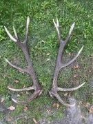 Poroże zrzuty para wieniec myłkus 