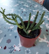 Orbea Variegata Stapelia sadzonka 