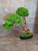 Drzewko Bonsai. Mech Chrobotek. Prezent. Dekoracje wnętrz 