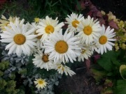 Złocień właściwy margarytka margaretka jastrun 200 nasion