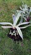 Agawy i epiphyllum 3 kolory