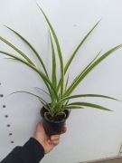 Zielistka 'ocean' doniczka 11cm