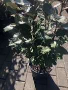 Kolumnowy oliwnik zimozielone liście