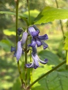 Clematis cassandra (bylinowy). Mega duża sadzonka !