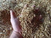 Owies 25 kg pasza dla zwierząt biopaliwo