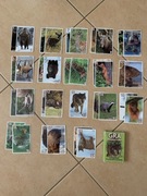 Gra edukacyjna typu „czarny Piotruś”