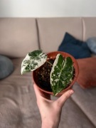 Alocasia Frydek Variegata