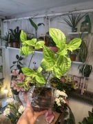 Hortensja bukietowa ’White lady’ - piękny krzew ozdobny do ogrodu