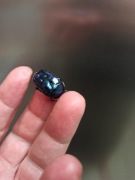 Protaetia Inquinata pędraki L1/L2