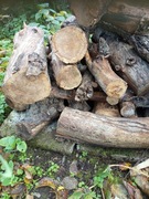 Drewno liściaste kominkowe, opałowe 