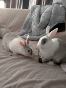 Oddam króliki miniaturki