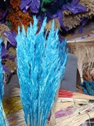 Trawa leśna niebieski trzcinnik zboże susz naturalne trawy na palmy 