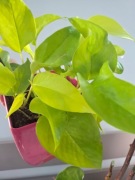 Epipremnum Neon 