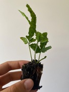 Bolbitis Siberut Paproć do akwarium lub paludarium