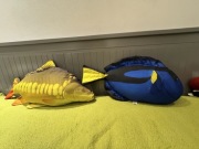 Ryba Gaby karp i niebieska