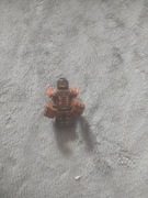 Minifigurka Lego NEXO KNIGHTS Moltor nex017