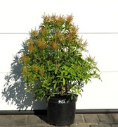 PIERIS JAPOŃSKI FOREST FLAME * DUŻY OKAZ * CUDO