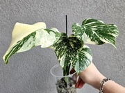 Monstera Thai Mutation hydroponika