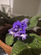 Zestaw sadzonek skrętnika DS-1455+UA-Maxaon