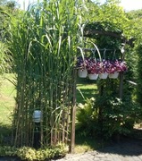 Miskant olbrzymi karpy bardzo duża sadzonka XXXL osłona od sąsiadów