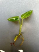 Monstera Standleyana variegata Cobra sadzonka pędowa kolekcjonerska