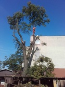 cięcie przycinanie wycinka drzew Łódź Pabianice 