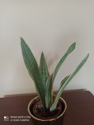 Sansewieria 'Metallica'